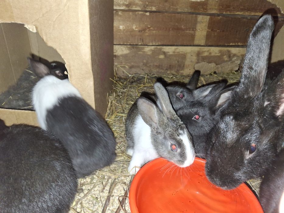 Продаются крольчата