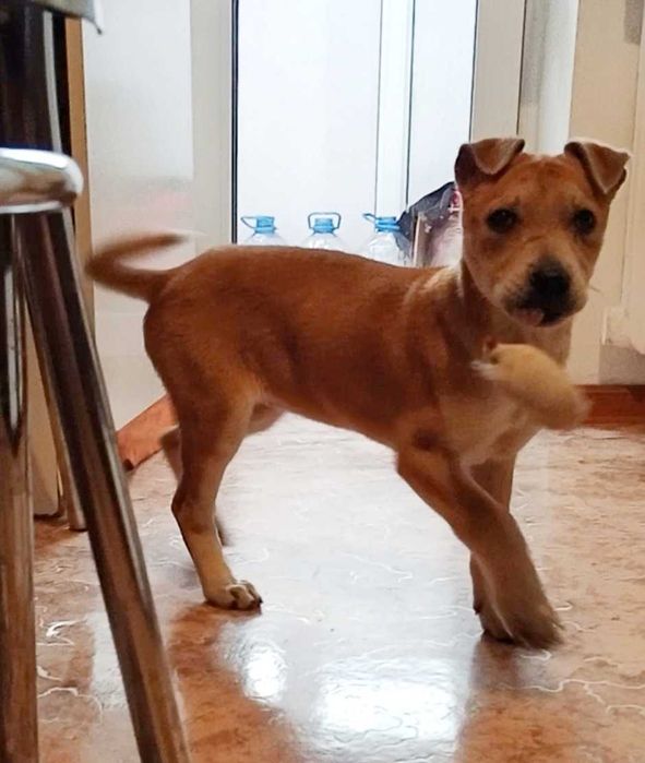 Ищем дом щенку, девочка.