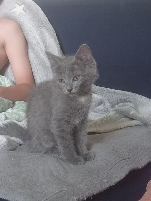 Отдаю котёнка 2 месяца