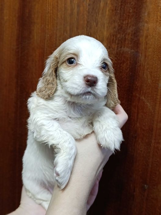 Продаются щенки спаниеля