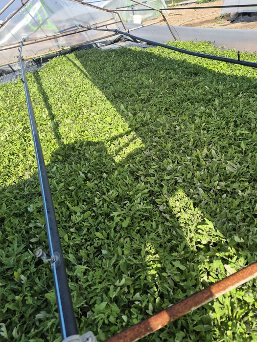 Разсад Домати 9️⃣ цента