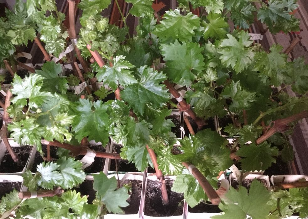 Саженцы винограда