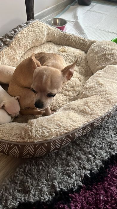 Продавам Чихуахуа