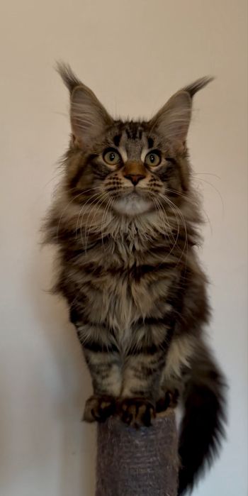 Maine Coon cu pedigree