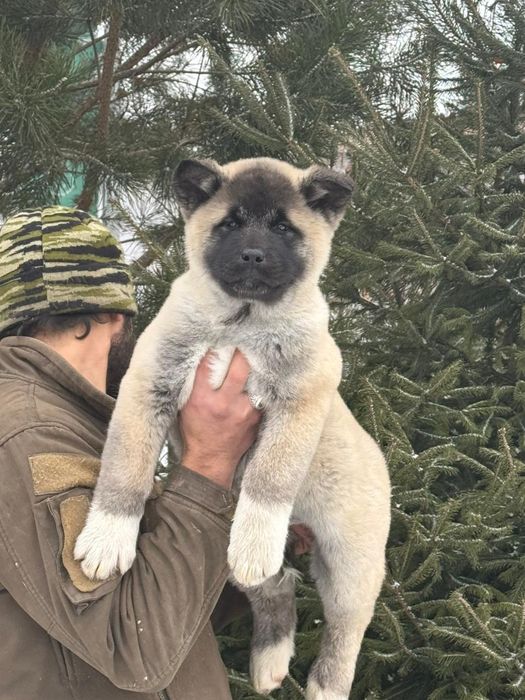 Детки готовы к переезду