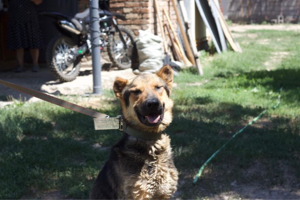 Подарю шикарного пса бесплатно