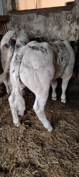 Vand vitei belgieni masculi și femele
