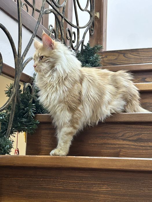 Кот породы Мейн-кун