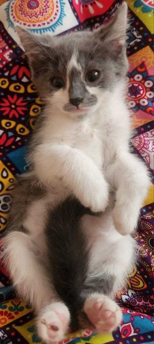 Отдам хопошие руки котенка , самка