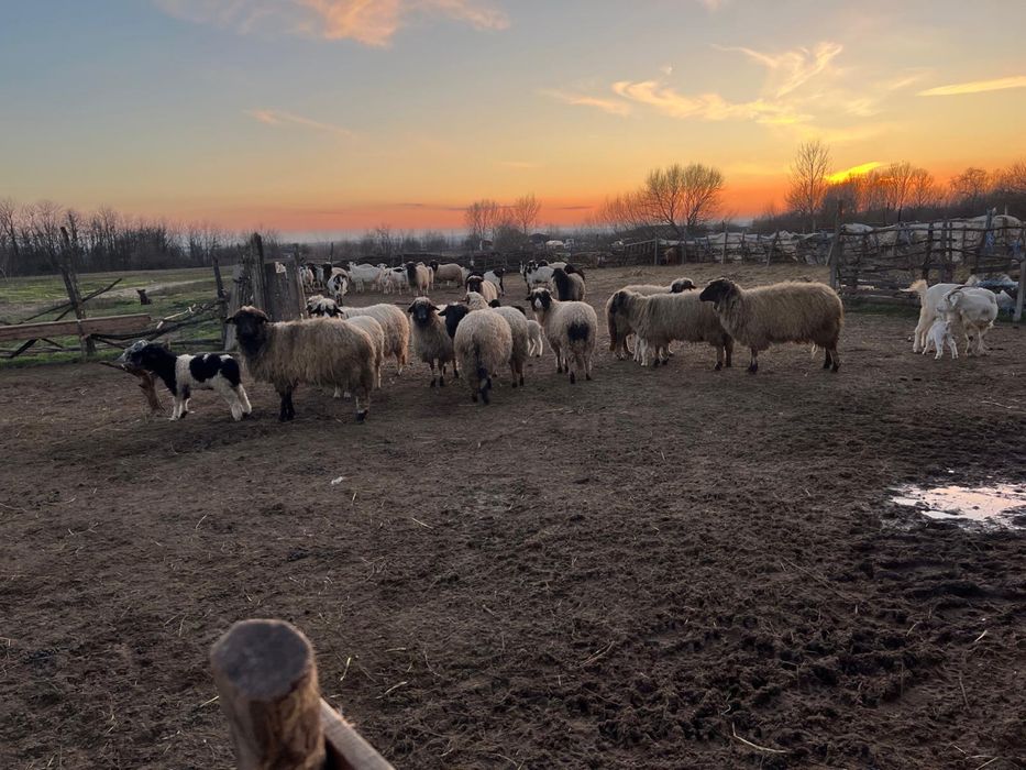 Vând oi, oi cu miei, capre cu iezi