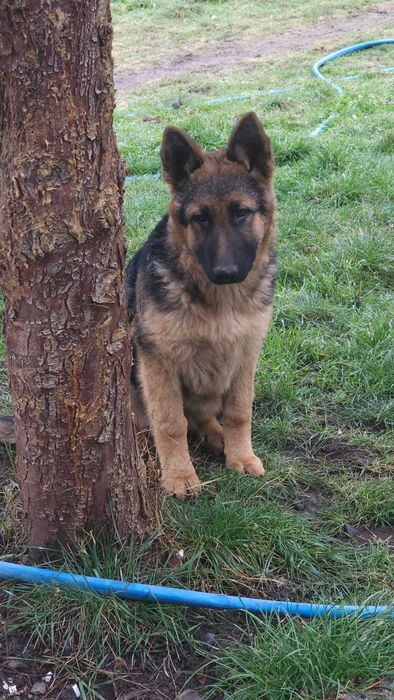 Женска немска овчарка