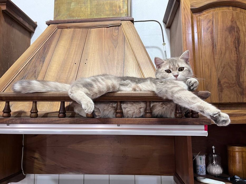 Кошка в добрые руки