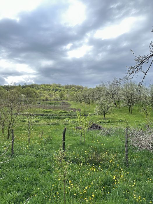 Vand teren cu casa veche in Lopadea Noua