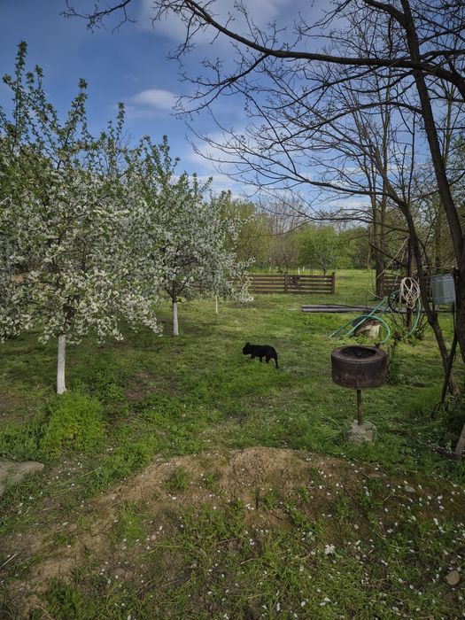 Casa de vanzare Alexeni Ialomita