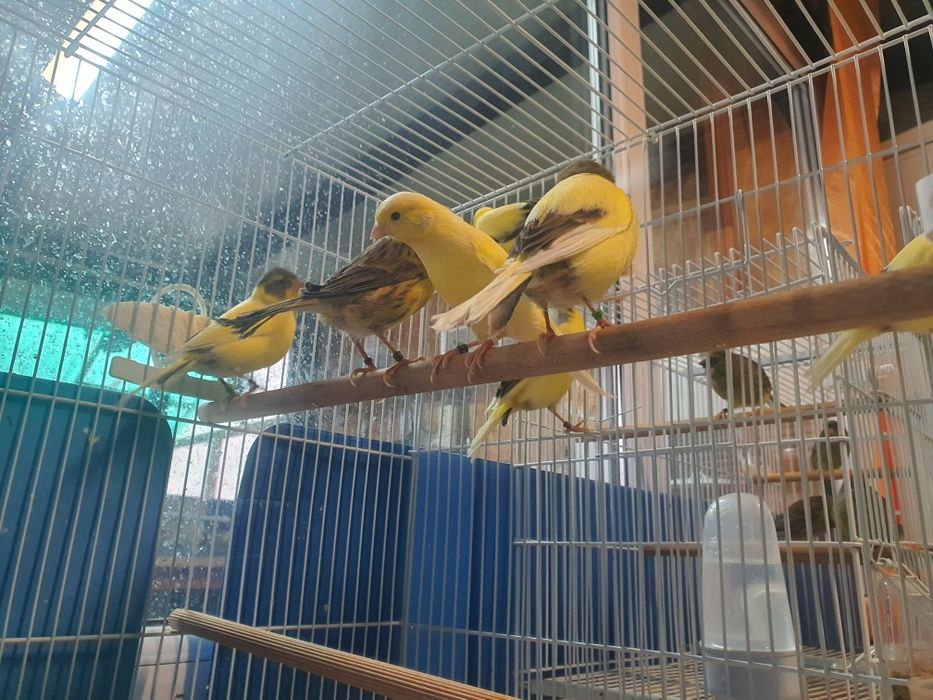 Vând  canari Timbrando inelati