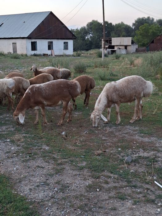 Продам ягнят породы арашан