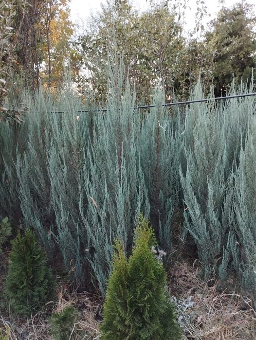 Можжевельник Блю Эрроу