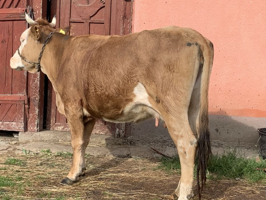 Vand vaca baltata