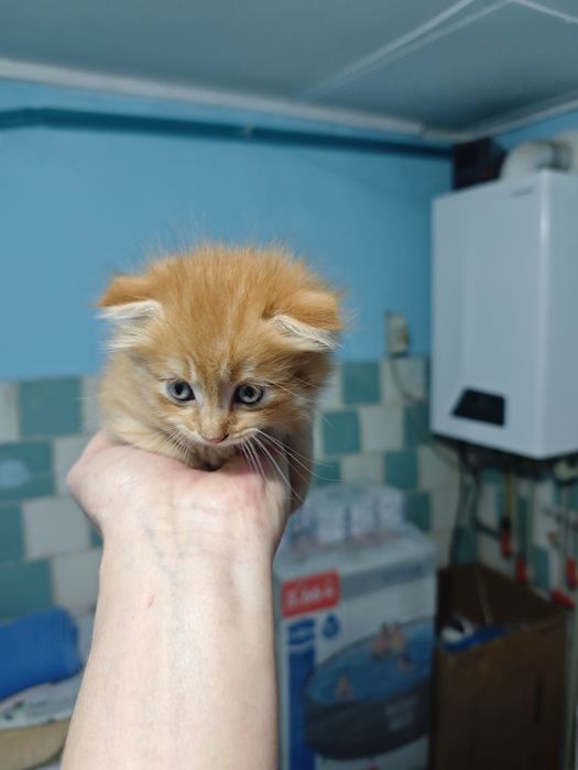 Котята шотландцы