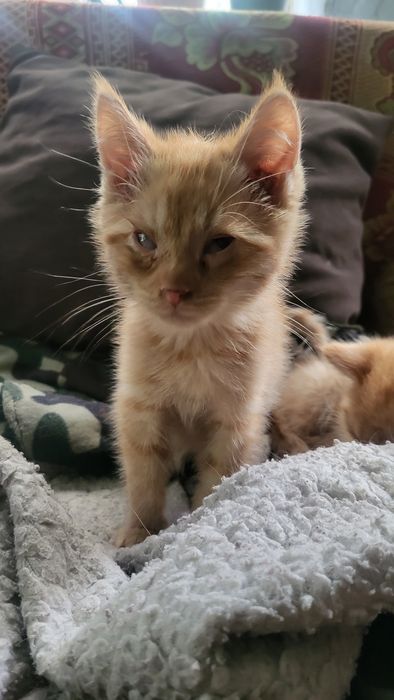 Котята рыжие бесплатно