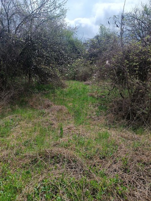 УПИ- Кондофрей област Радомир