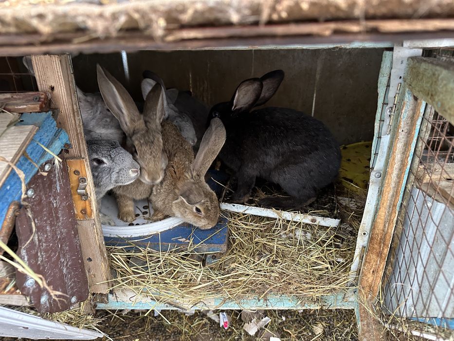 Кролики оптом срочно