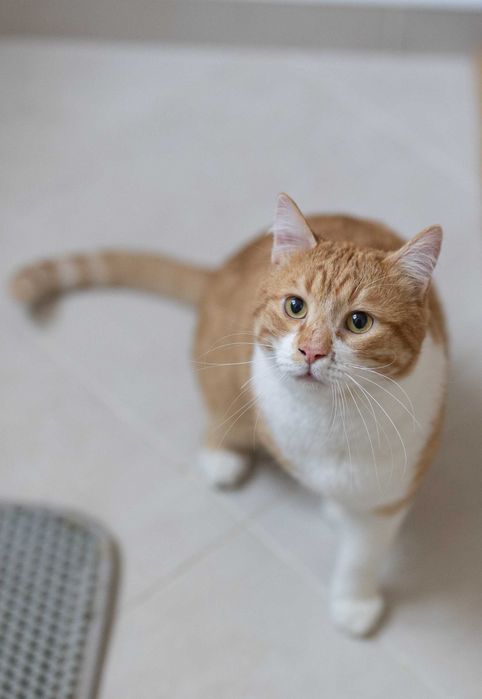 Рижаво котараче на 1г. търси своето "... и заживели щастливо"