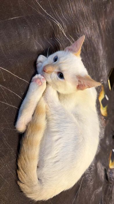 Две мъжки котета търсят любящ дом