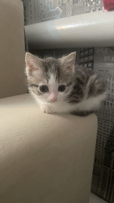 Отдам в добрые руки