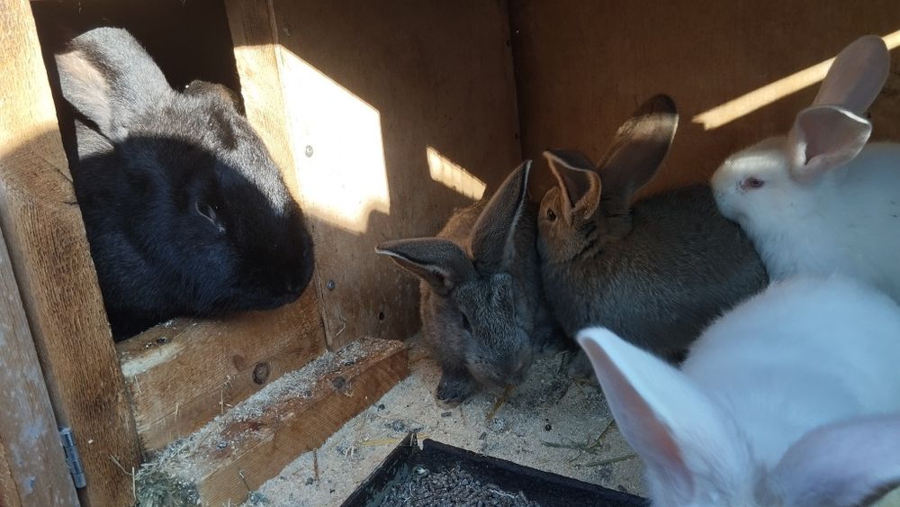 Продаются кролики