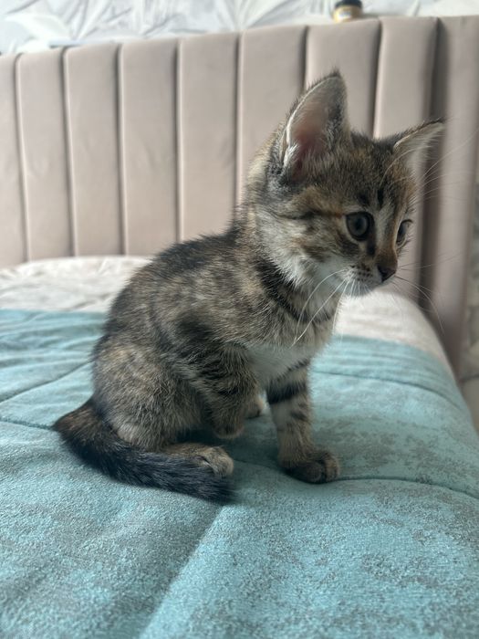 Отдам котенка 3 мес