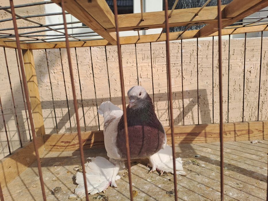 Голуби двухчуб.игровыесамец,сочь.плод-100%