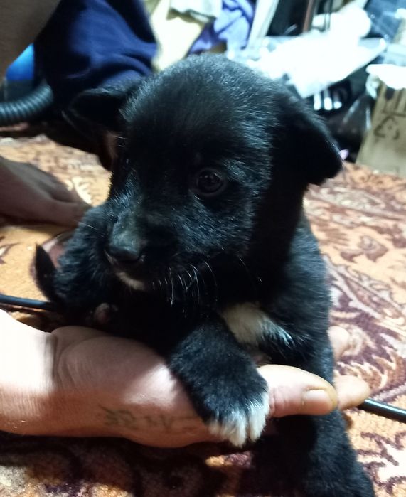 Отдам щенка, мальчик