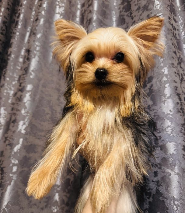 Йорширский терьер миник, бейби фейс