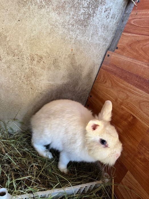 Vând  9 puiii iepuri pitici