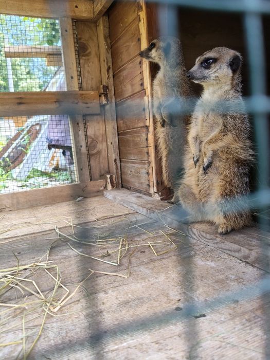 Vând suricate mature
