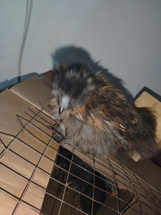 ЦЫПЛЯТА 4000тг **