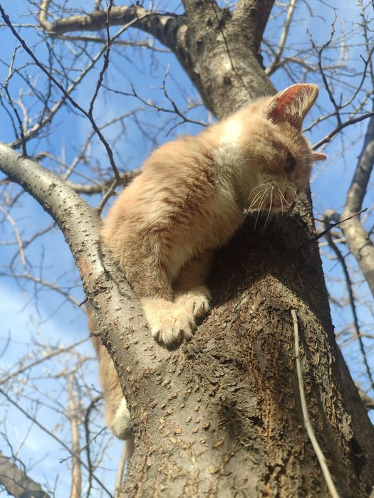 отдам котенка в добрые руки