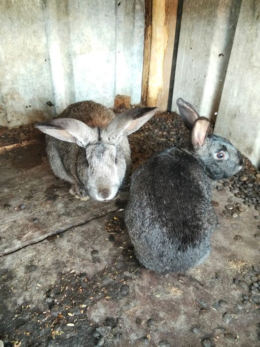 Продам кроликов 4