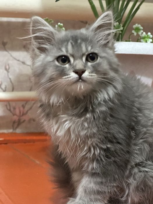 Мейкун кошка сатылады