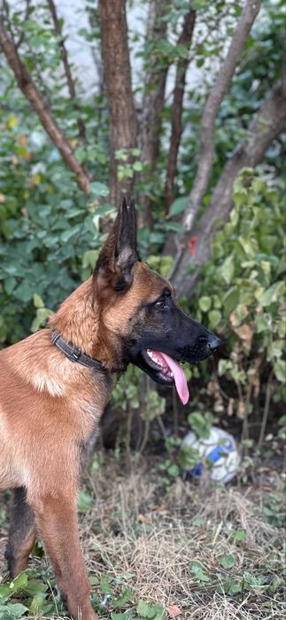 Малинуа, бельгийская овчарка