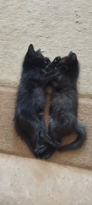 Отдам в добрые руки котят