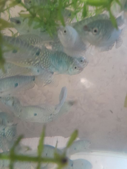 Рыбки гурами продам