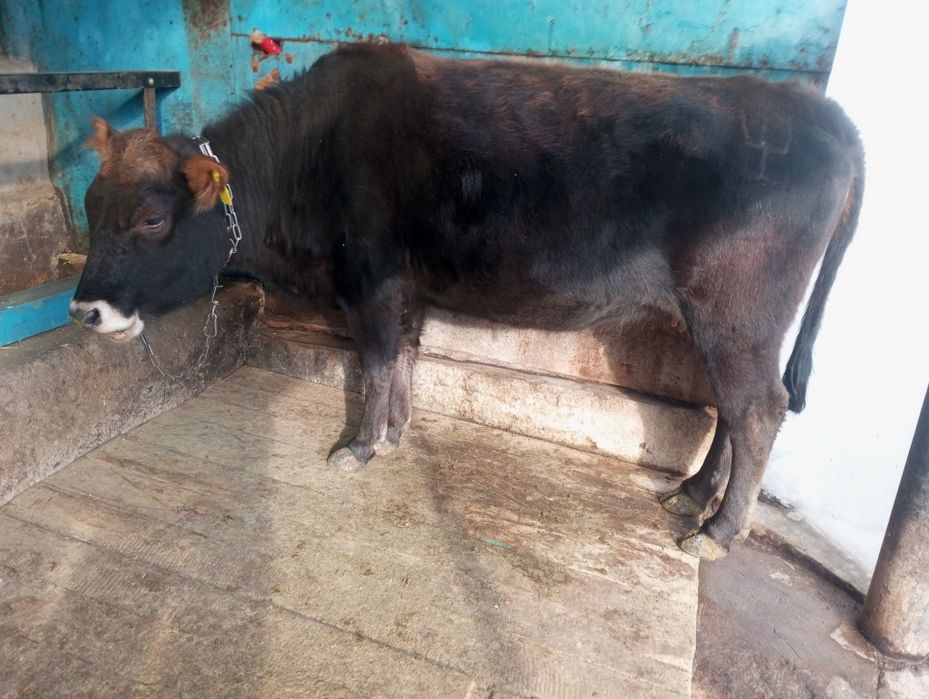 Продам жирную телку, корову