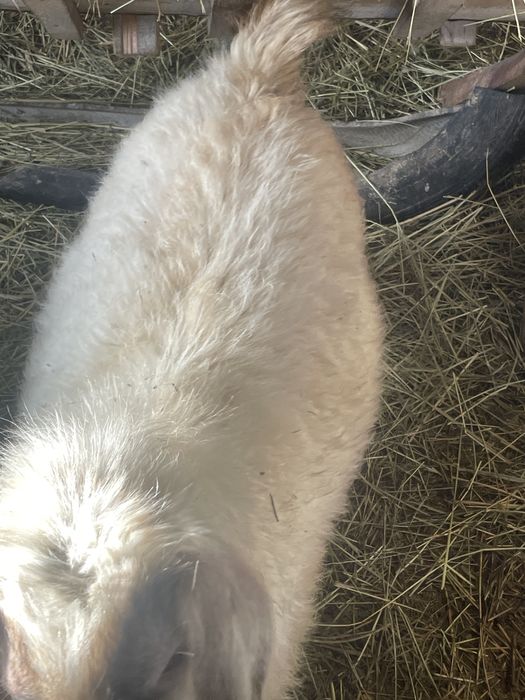 Семіз қой ешкілер сатылады