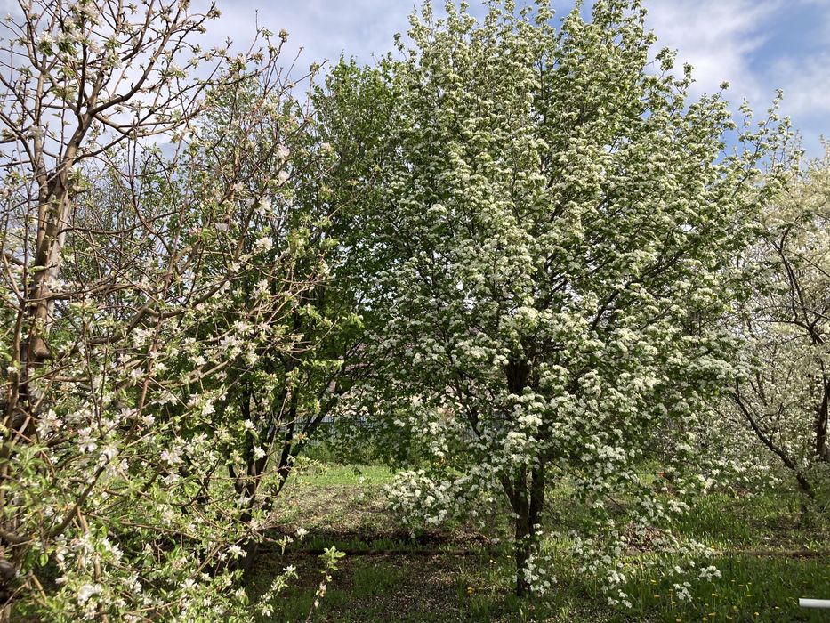 Дачный участок в черте города