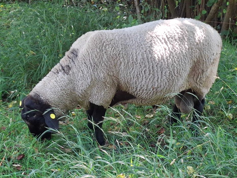 Berbeci  Suffolk 4 buc