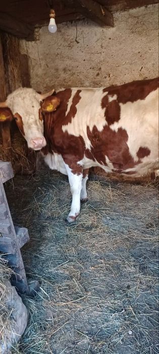 Vind jurinca la prima fătare