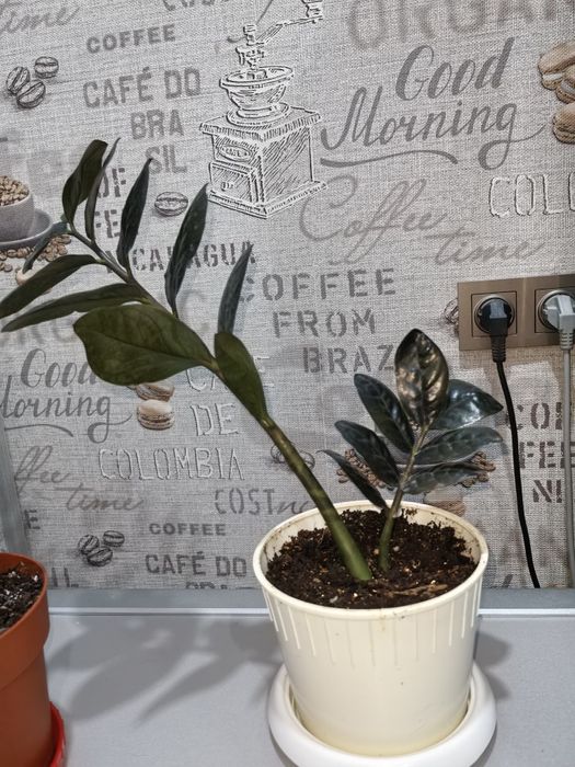 Продаю комнатные цветы