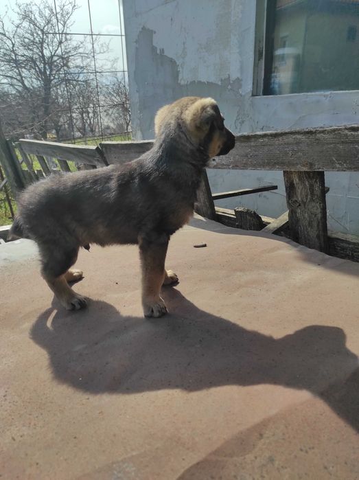 Подарявам кученца